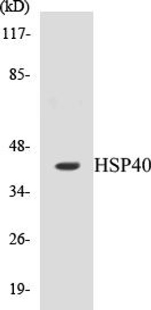 Metabolism HSP40 Colorimetric Cell-Based ELISA Kit