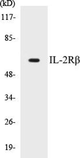 Immunology IL-2Rbeta Colorimetric Cell-Based ELISA Kit