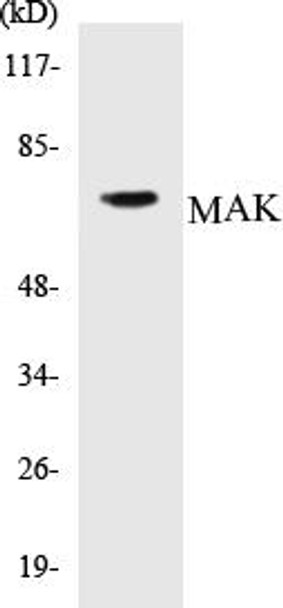 Developmental Biology MAK Colorimetric Cell-Based ELISA Kit