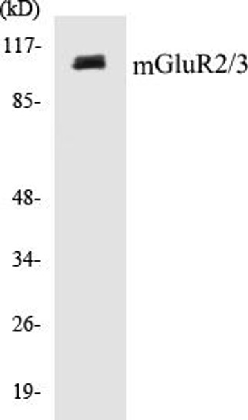 mGluR2/3 Colorimetric Cell-Based ELISA Kit