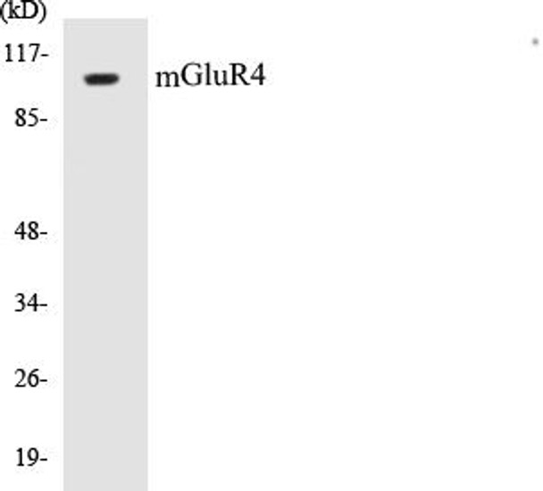 mGluR4 Colorimetric Cell-Based ELISA Kit