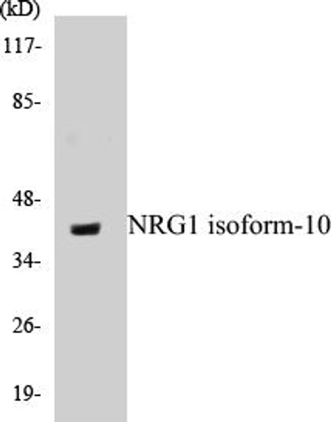 NRG1 Isoform-10 Colorimetric Cell-Based ELISA Kit