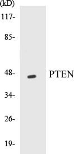 Cell Death PTEN Colorimetric Cell-Based ELISA Kit