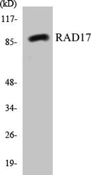 Cell Cycle ELISA Kits RAD17 Colorimetric Cell-Based ELISA Kit