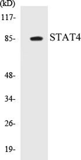 Epigenetics and Nuclear Signaling STAT4 Colorimetric Cell-Based ELISA Kit