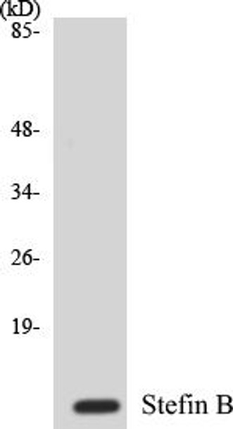 Stefin B Colorimetric Cell-Based ELISA Kit