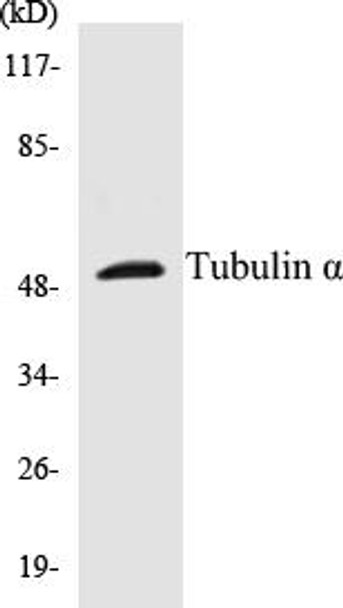 Tubulin alpha Colorimetric Cell-Based ELISA Kit