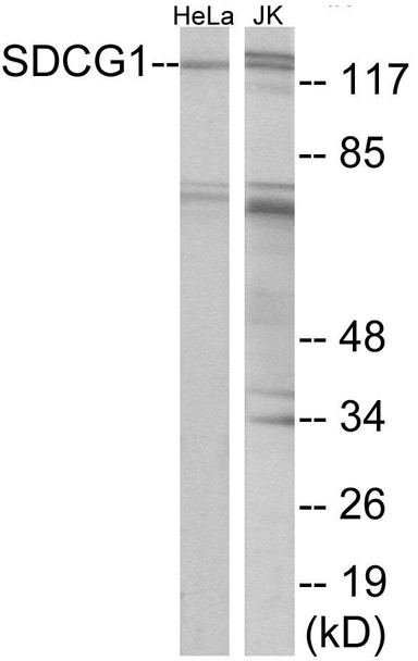 SDCG1 Colorimetric Cell-Based ELISA