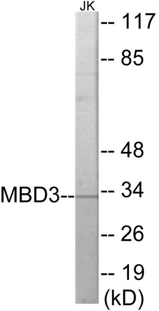 Epigenetics and Nuclear Signaling MBD3 Colorimetric Cell-Based ELISA