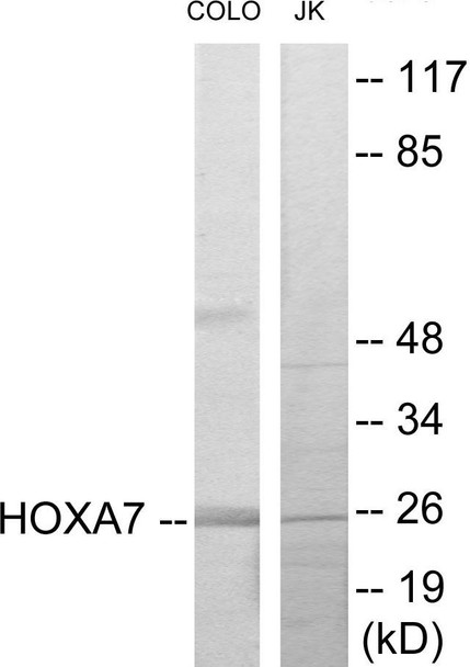 Epigenetics and Nuclear Signaling HOXA7 Colorimetric Cell-Based ELISA