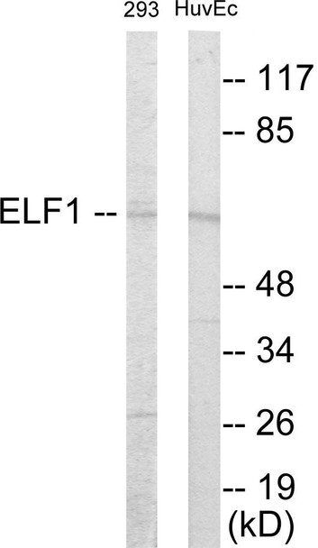 Epigenetics and Nuclear Signaling ELF1 Colorimetric Cell-Based ELISA