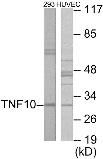 Cell Death CD253 Colorimetric Cell-Based ELISA