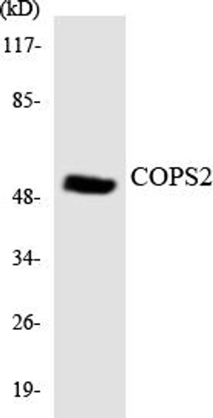 COPS2 Colorimetric Cell-Based ELISA
