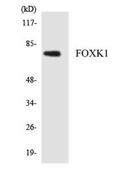 Developmental Biology FOXK1 Colorimetric Cell-Based ELISA