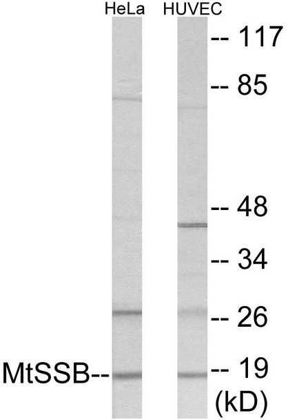 Epigenetics and Nuclear Signaling MtSSB Colorimetric Cell-Based ELISA