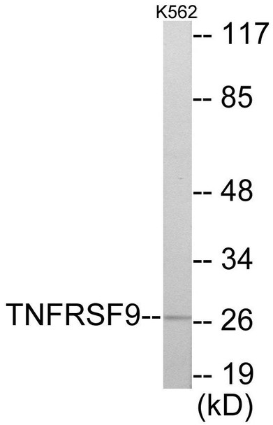 TNFRSF9 Colorimetric Cell-Based ELISA