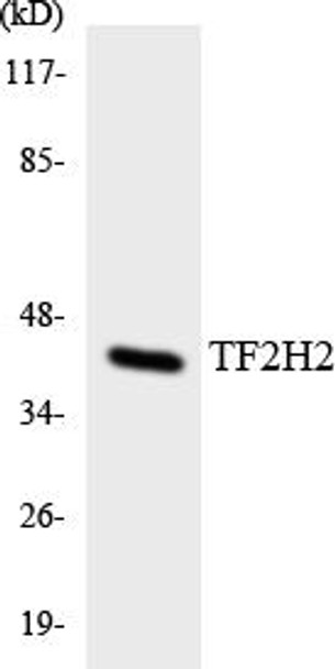Epigenetics and Nuclear Signaling TF2H2 Colorimetric Cell-Based ELISA