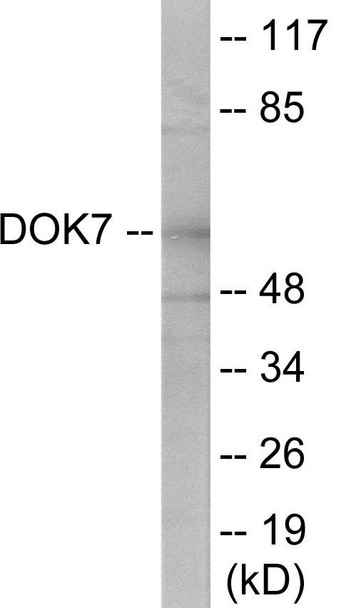DOK7 Colorimetric Cell-Based ELISA