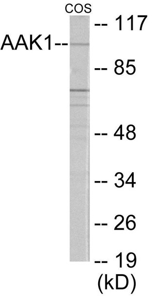 Cell Biology AAK1 Colorimetric Cell-Based ELISA