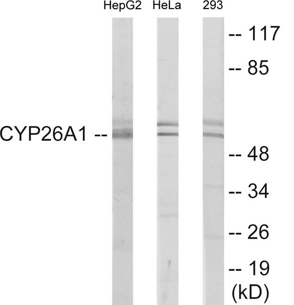 Cytochrome P450 26A1 Colorimetric Cell-Based ELISA