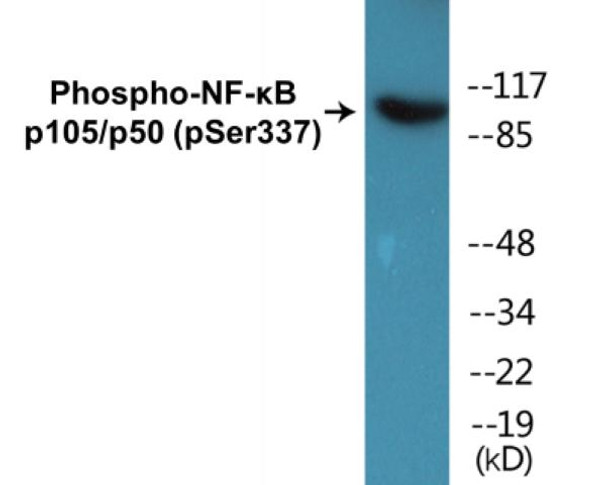 NF-kappaB p105/p50 Phospho-Ser337 Colorimetric Cell-Based ELISA Kit