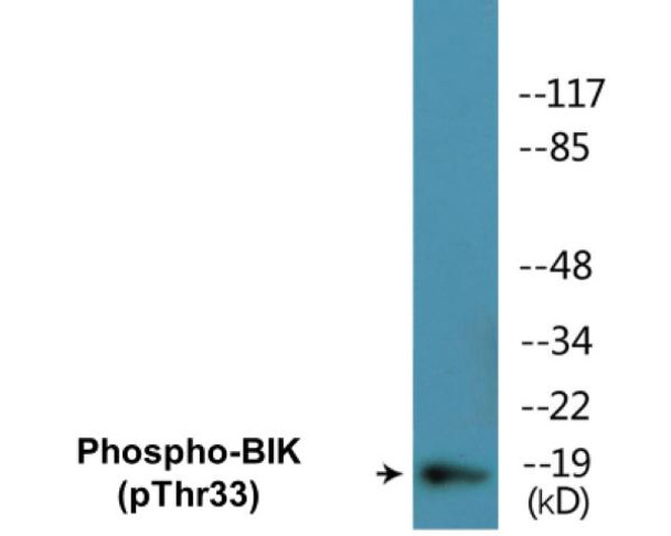 BIK Phospho-Thr33 Colorimetric Cell-Based ELISA Kit