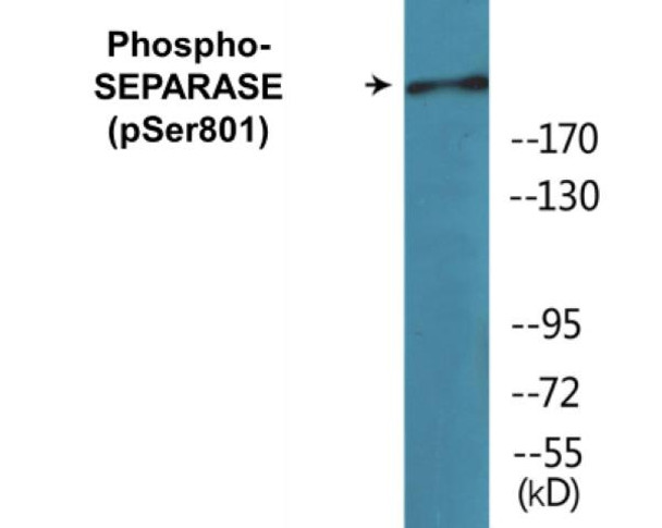 SEPARASE Phospho-Ser801 Colorimetric Cell-Based ELISA Kit
