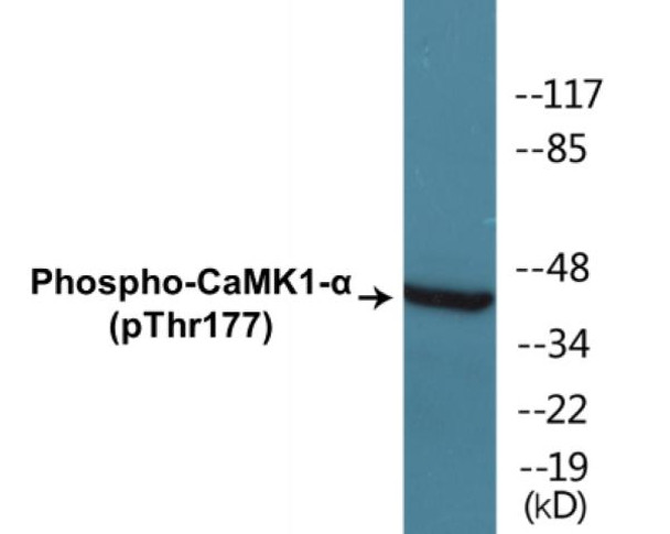 CaMK1-alpha Phospho-Thr177 Colorimetric Cell-Based ELISA Kit