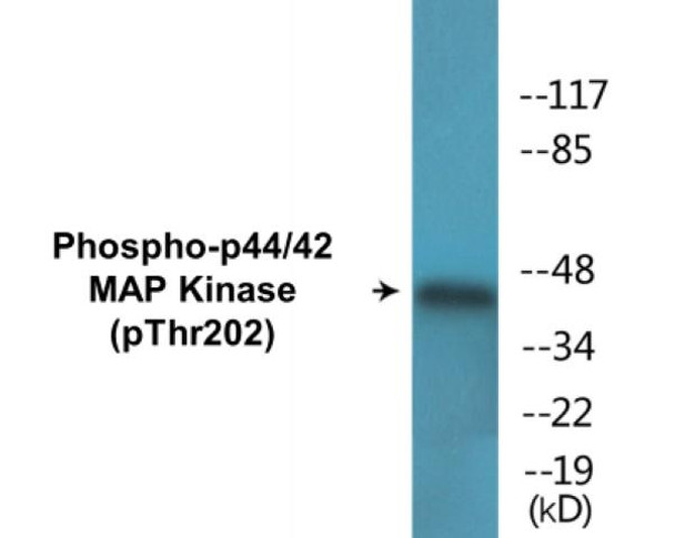 p44/42 MAP Kinase Phospho-Thr202 Colorimetric Cell-Based ELISA Kit