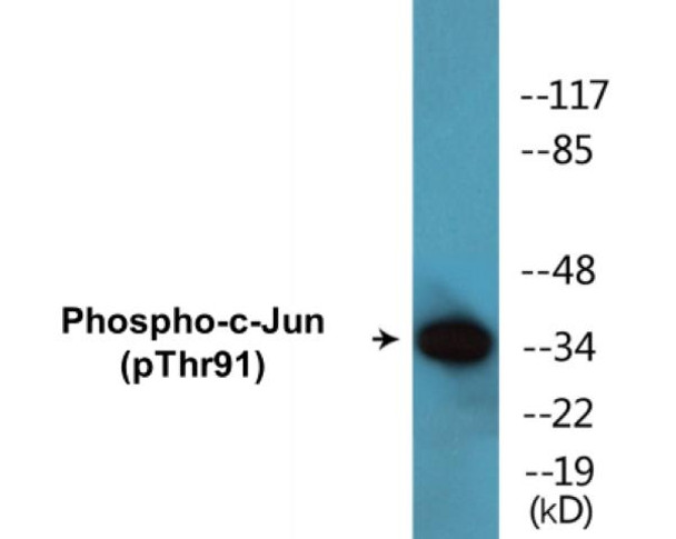 c-Jun Phospho-Thr91 Colorimetric Cell-Based ELISA Kit