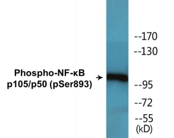 NF-kappaB p105/p50 Phospho-Ser893 Colorimetric Cell-Based ELISA Kit