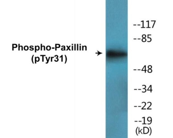 Paxillin Phospho-Tyr31 Colorimetric Cell-Based ELISA Kit