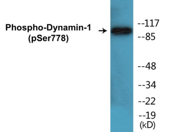 Dynamin-1 Phospho-Ser778 Colorimetric Cell-Based ELISA Kit