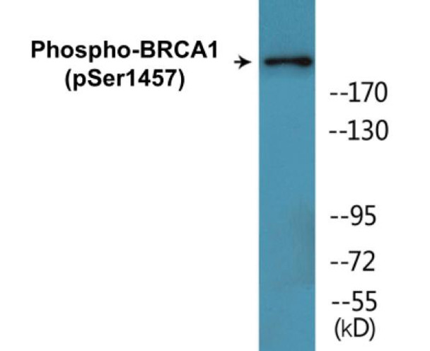 BRCA1 Phospho-Ser1457 Colorimetric Cell-Based ELISA Kit