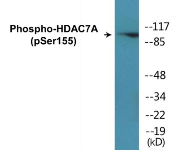 Phospho-HDAC7A Ser155 In-Cell ELISA