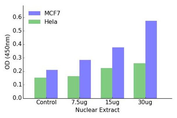 Androgen Receptor Phospho-Ser650 Transcription Factor Activity Assay