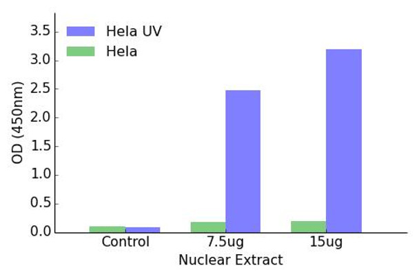 ATF2 Phospho-Thr71 or 53 Transcription Factor Activity Assay