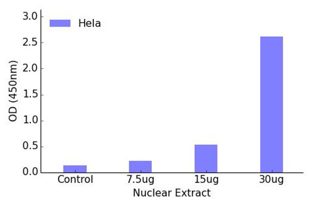 FOXB2 Transcription Factor Activity Assay