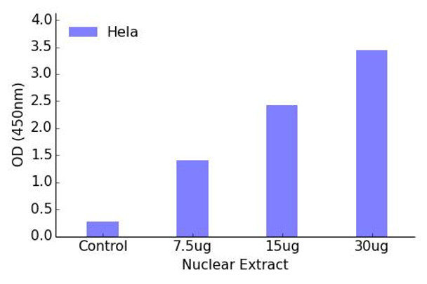 FOXL1 Transcription Factor Activity Assay