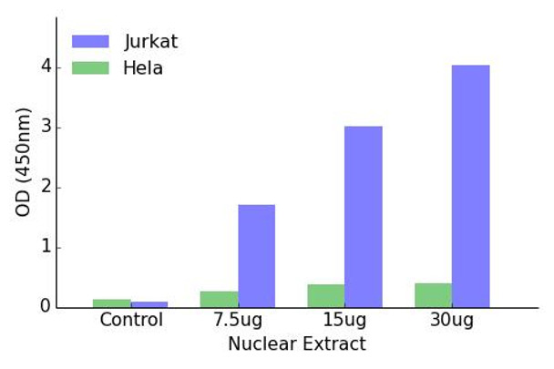 SRY Transcription Factor Activity Assay