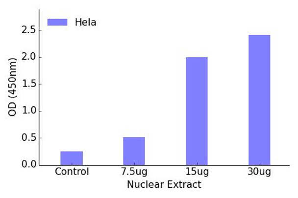 RREB1 Transcription Factor Activity Assay