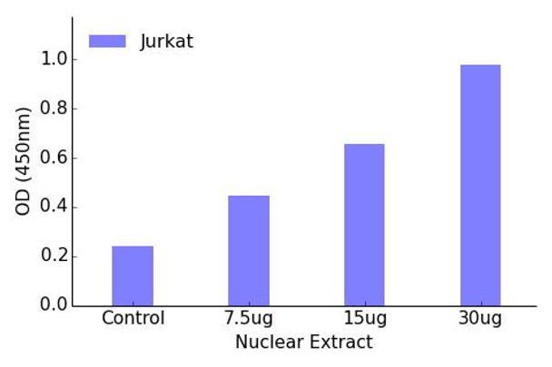 RFX2 Transcription Factor Activity Assay