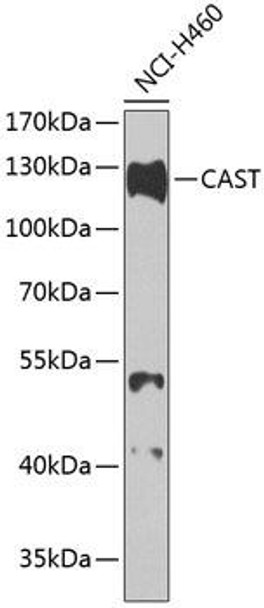 Cell Biology Antibodies 1 Anti-CAST Antibody CAB0097