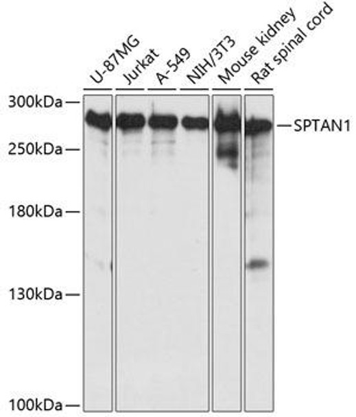 Cell Biology Antibodies 1 Anti-SPTAN1 Antibody CAB0160