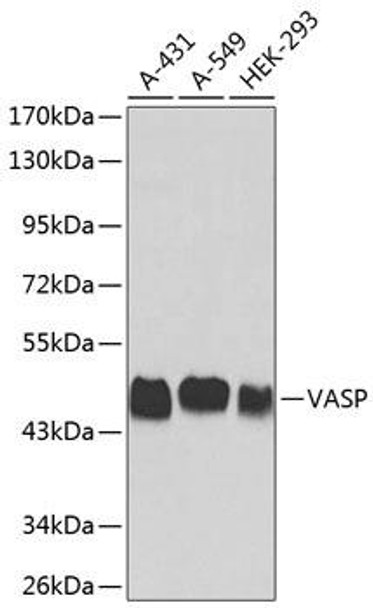 Cell Biology Antibodies 1 Anti-VASP Antibody CAB0166