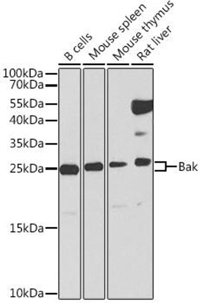 Cell Death Antibodies 1 Anti-Bak Antibody CAB0204