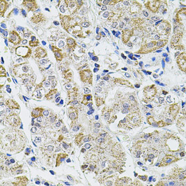 Cell Biology Antibodies 1 Anti-Caspase-12 Antibody CAB0217