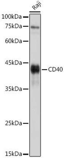 Immunology Antibodies 1 Anti-CD40 Antibody CAB0218