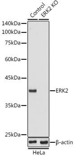 KO Validated Antibodies 1 Anti-ERK2 Antibody CAB0229KO Validated