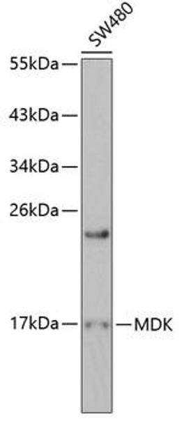 Developmental Biology Anti-MDK Antibody CAB0251